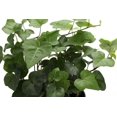 thumbnail image 4 of Live Green English Ivy Plant - 4" Decorative Holiday Pot, 4 of 5