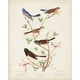 thumbnail image 2 of Audubon, John James 15x18 Gold Ornate Wood Framed with Double Matting Museum Art Print Titled - Pl 398 Lazuli Finch, 2 of 4