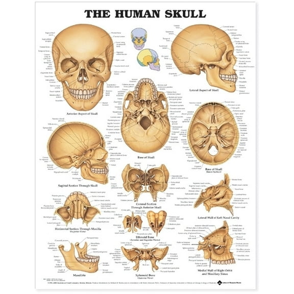 The Human Skull Anatomical Chart
