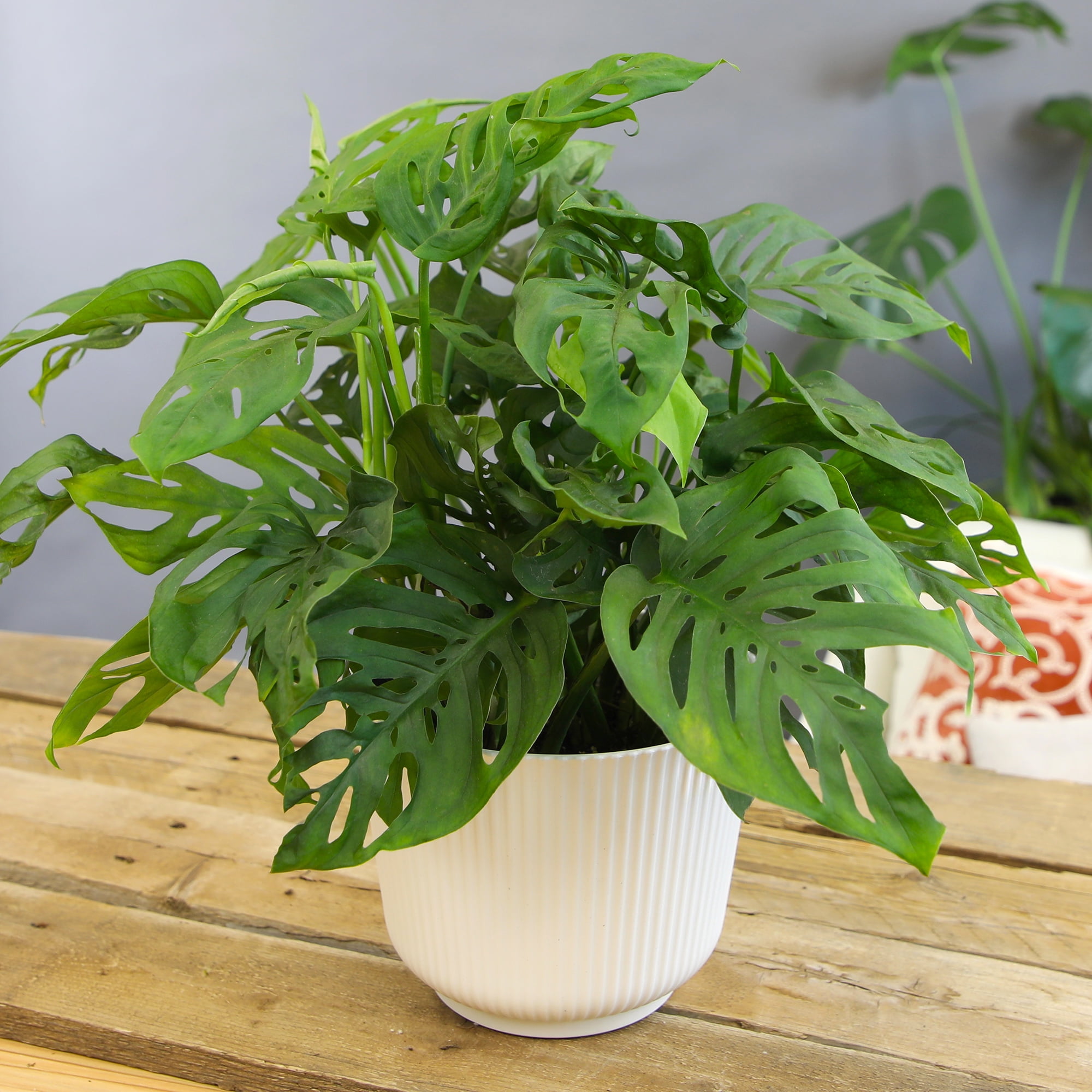 Swiss Cheese Plant (Monstera) Houseplant | 6in Decor Pot; Indirect Light | Element by Altman Plants