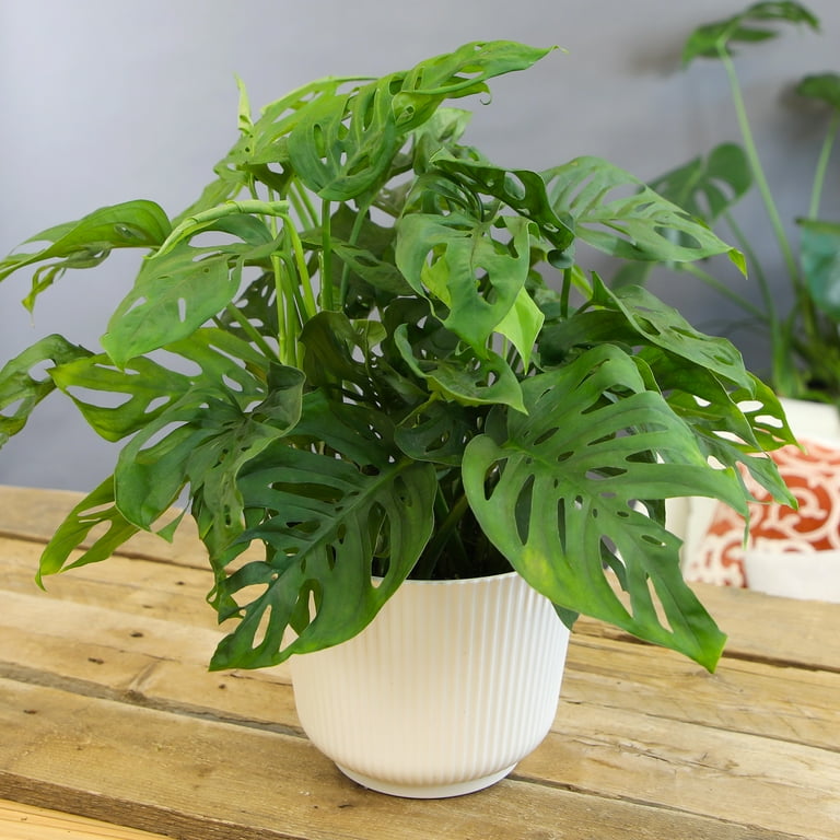 Altman Plants 6 in. Swiss Cheese Monstera Plant, White Decorative House Plant Gift