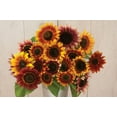 thumbnail image 4 of TomorrowSeeds - Autumn Beauty Sunflower Seeds - 600+ Count - For 2026 Planting Pollinator-Friendly, 4 of 5