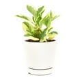 thumbnail image 1 of Peperomia Obtusifolia Variegated (6"+ Minimalist Pot) - Live Healthy Houseplant for Home Office Decoration - Air-purfiying Easy to Care Houseplant for Beginners, 1 of 7