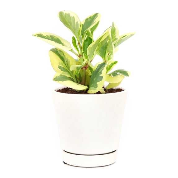 Peperomia Obtusifolia Variegated (6"+ Minimalist Pot) - Live Healthy Houseplant for Home Office Decoration - Air-purfiying Easy to Care Houseplant for Beginners