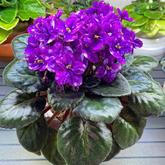 Purple Violet Plant Live, Flowering Violets Indoor Outdoor Blooming, Vibrant Color Houseplant 4-7 inches Tall, 4 inch Pot for Planting