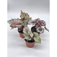 thumbnail image 3 of Harmony's Begonia Rex Assortment, Cold Pastel Winter, 4 inch, Set of 3, Painted-Leaf Begonia, Variegated, 3 of 9