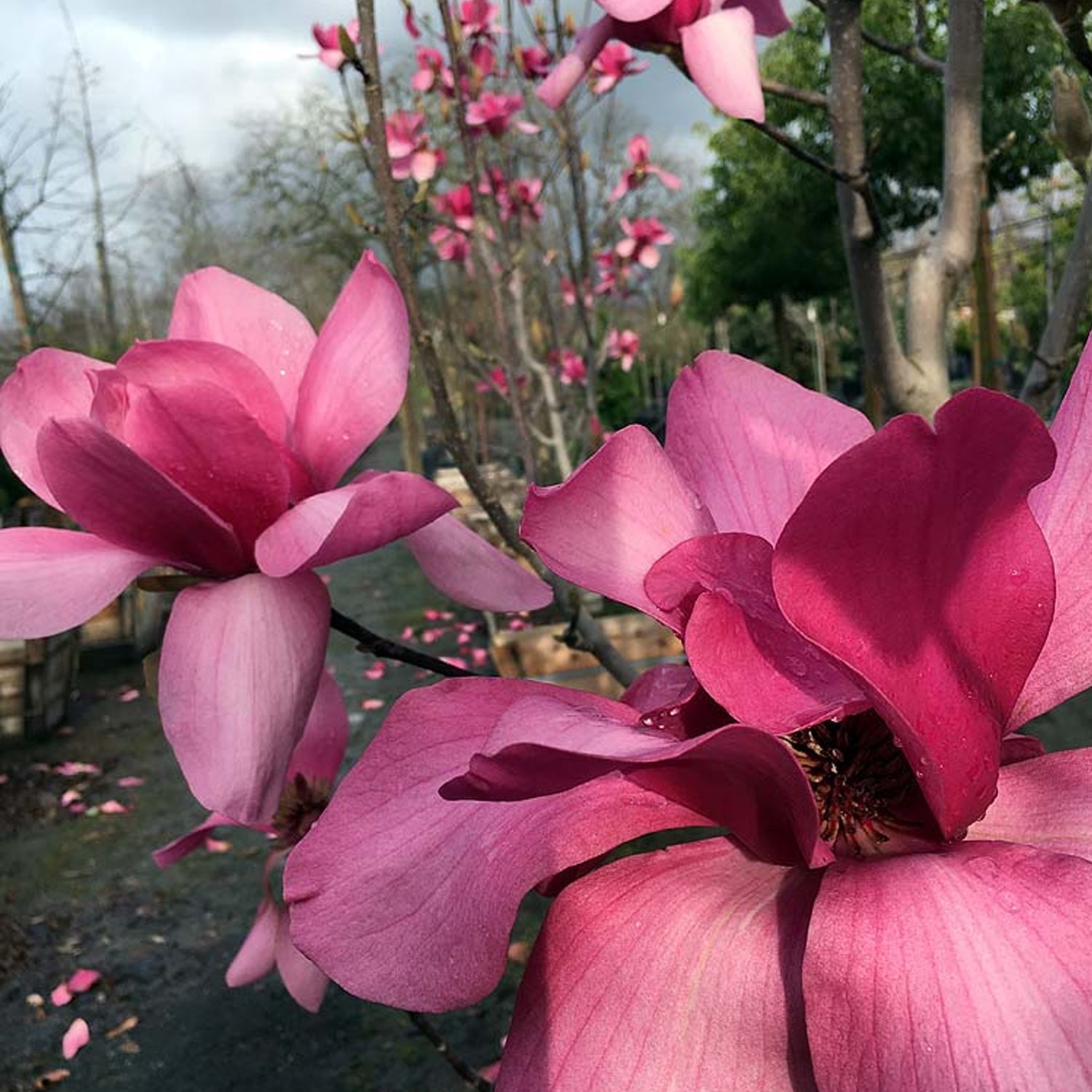 Expert Gardener 1-2' Magnolia Japanese Vulcan Live Tree in 1 gal. Grower Pot