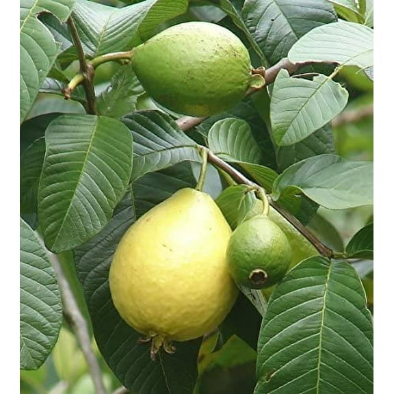15 seeds Common Guava (Psidium Guajava) Fruit Tree