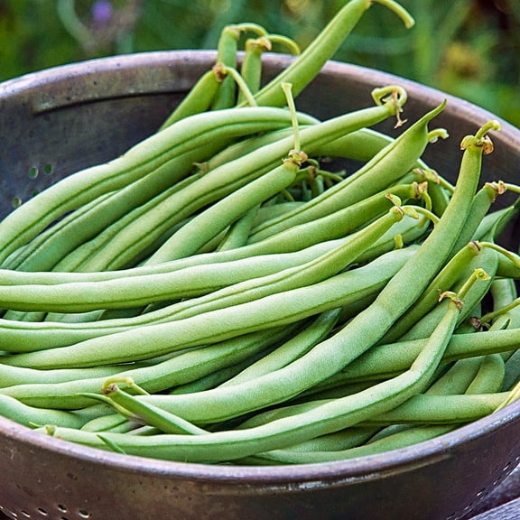 Blue Lake Bush Bean Seeds - 26 grams