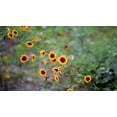 thumbnail image 2 of Plains Coreopsis Seeds/ Annual/ Full Sun/22,500 Seeds 1/4 oz/ Zellajake Farm and Garden- B265, 2 of 5