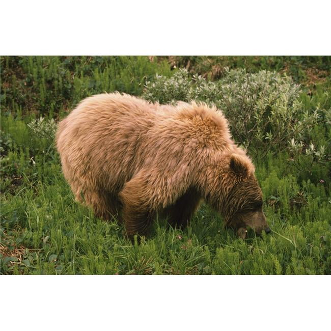 Grizzly Bear Eating Bear Grass Denali National Park Alaska Usa Poster Print