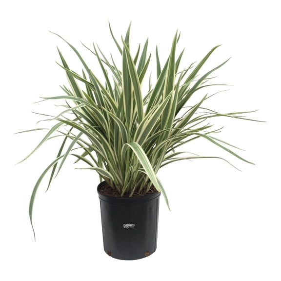 Nature's Way Farms Dianella Live Plant (25-30 in. Tall) in Grower Pot