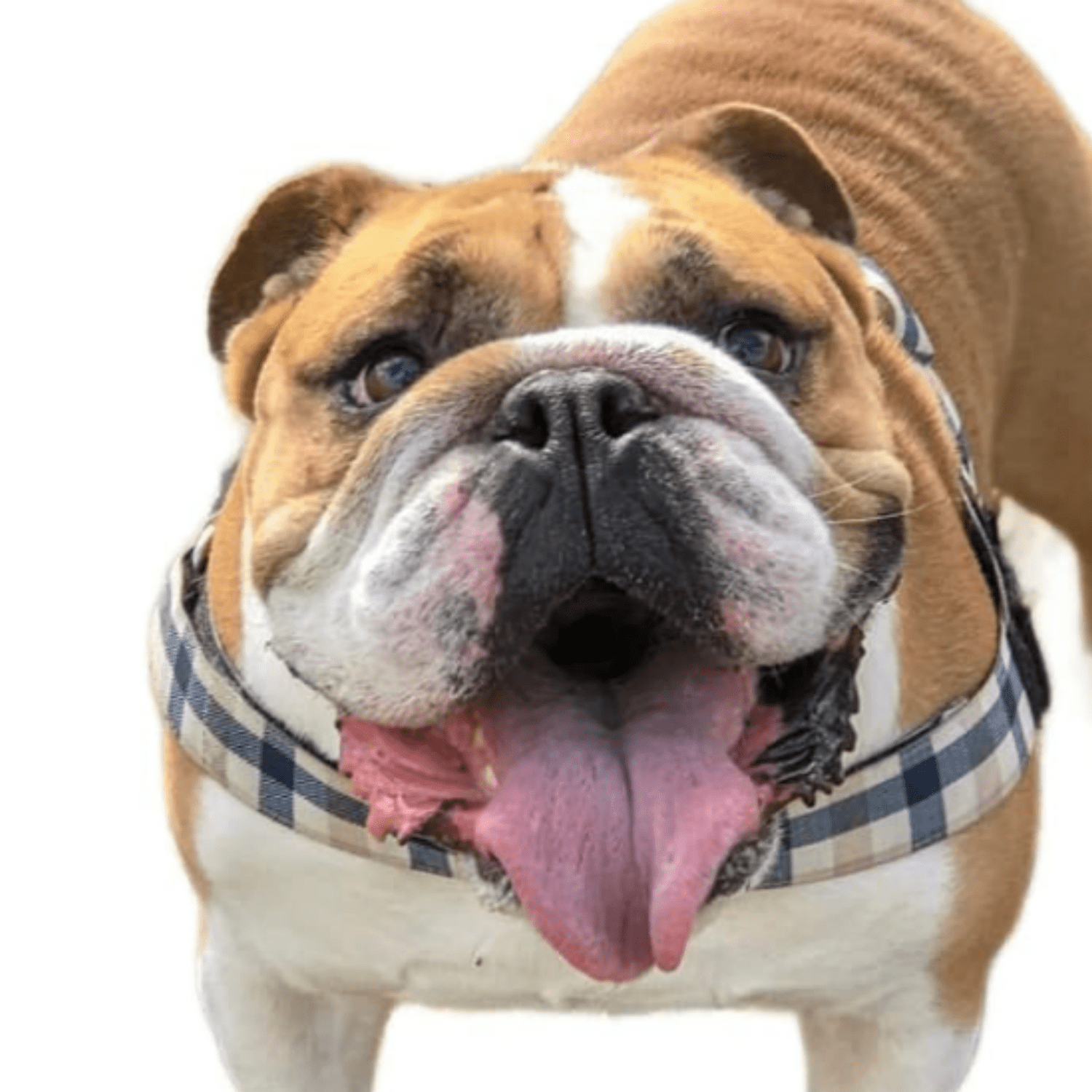 Adjustable Dog Harness– No Pull, No Choke – for English Bulldogs, French Bulldogs, Pugs & Broad-Chested Breeds – Easy,  Walks (Blue TAN Plaid, Medium)