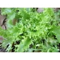 thumbnail image 4 of 1000 SALAD KING ENDIVE Italian Chicory Greens Cichorium Endivia Vegetable Seeds, 4 of 4