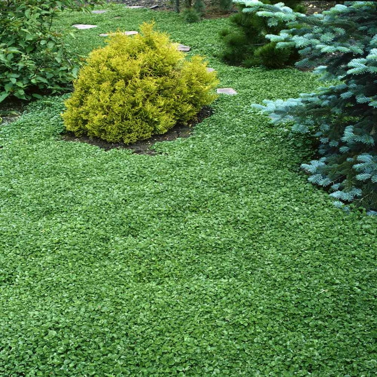 Dichondra Seed - Dichondra Repens Ground Cover Seeds - 10 LBS - Walmart.com