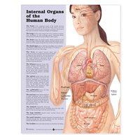 Internal Organs Of The Human Body