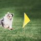 thumbnail image 4 of 8 banderas para marcar césped, marcadores de propiedades dedicados para riego, equipo de topografía pequeño, 4 of 6