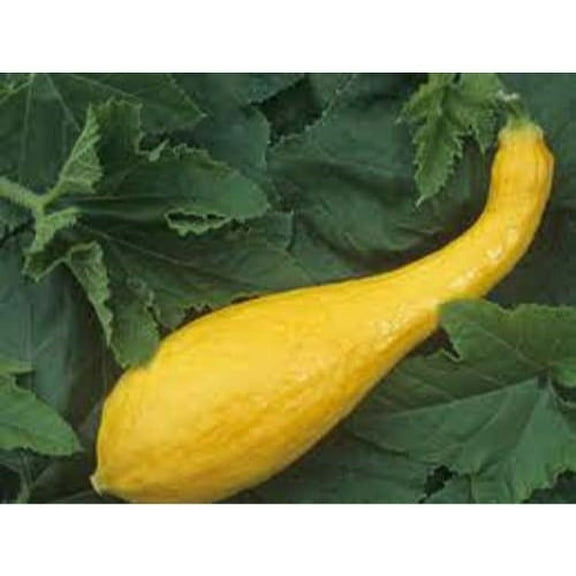 Squash Yellow Crookneck Garden Heirloom Vegetable by Seed Kingdom 1/4 Lb Seeds