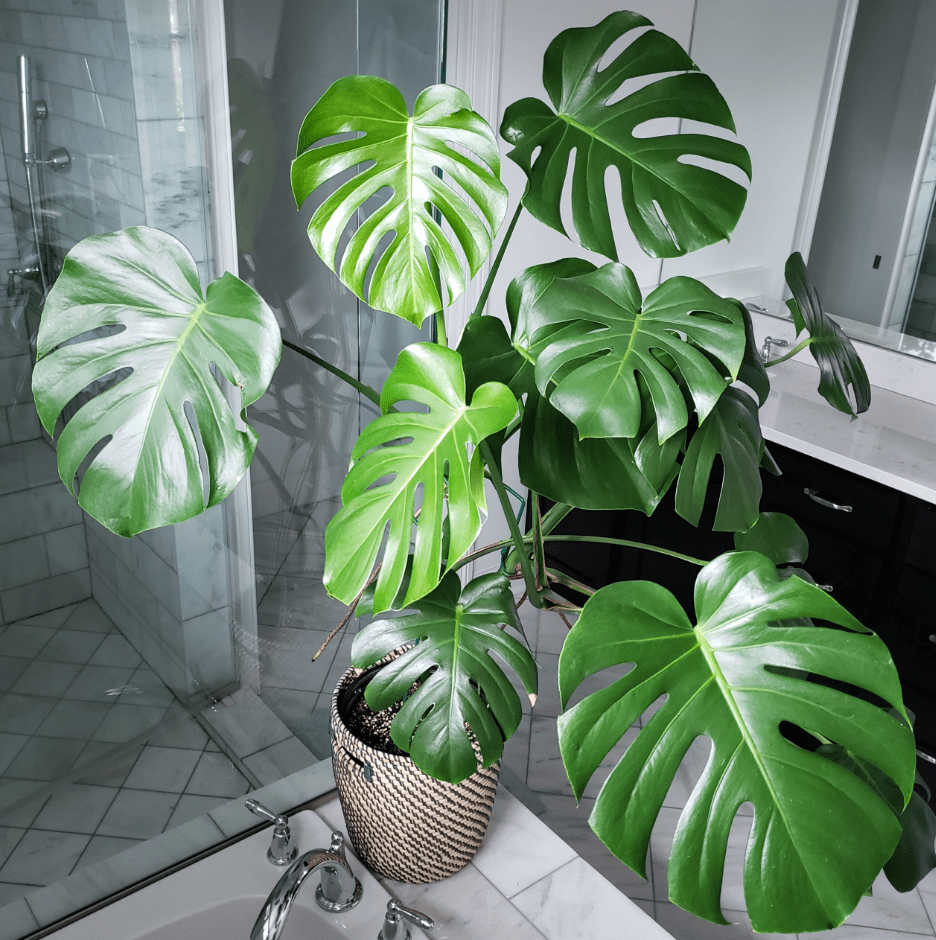2 Pack Monstera Deliciosa Live Plants, Indoor Tropical Houseplant for Planting, Easy Care Monstera Plant from 4 Inches Tall