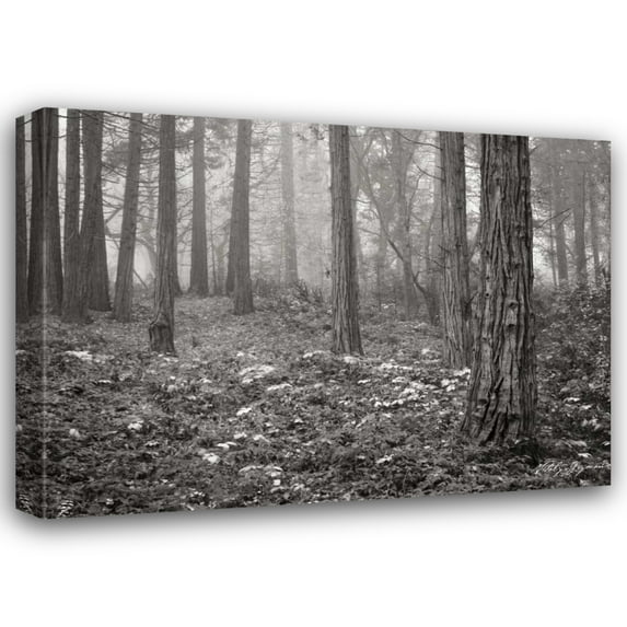 Vitaly Geyman 24x19 Gallery Wrapped Canvas Wall Art Titled - Pine Tree Grove III BandW
