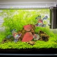 thumbnail image 2 of Fish Tank Decorative Fake Leaf Pad Lightweight Betta Fish Leaf Pad Betta Fish Resting Leaf Pad, 2 of 9