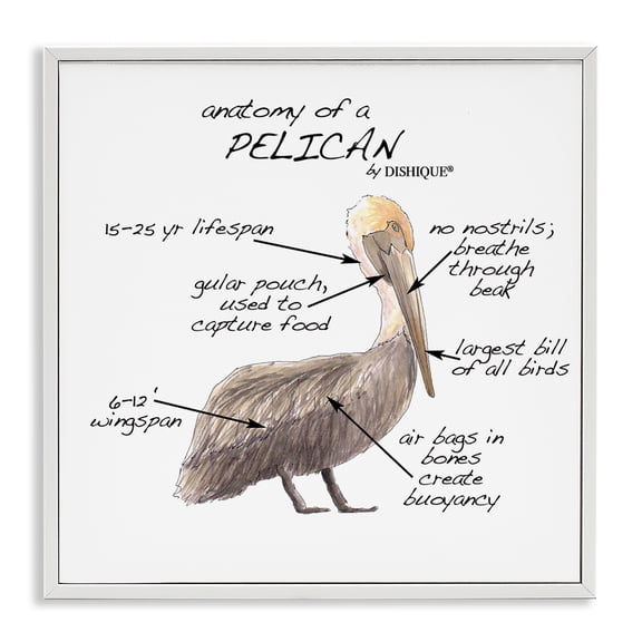 Stupell Industries Traditional Pelican Sea Bird Animal Educational Anatomy Diagram White Framed Giclee Art, 12 x 12, by Dishique