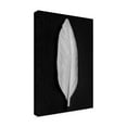 thumbnail image 4 of Pictufy Studio III 'Feather 8' Canvas Art - 12 x 19 Inches, 4 of 4