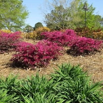 Brighter Blooms - Crimson Fire™ Loropetalum Shrub, 3 gal - No Shipping to AK, AZ, HI