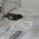 thumbnail image 5 of Apuakthei Baño para pájaros colgante Baño para pájaros Acrílico transparente Baño para pájaros Casa de baños Accesorios para jaulas para pájaros con ganchos para pájaros pequeños Pinzón Periquito, 5 of 5