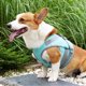 thumbnail image 2 of Arnés para perros Chaleco de enfriamiento Ajustable Malla transpirable Pet Summer Cooler, 2 of 8
