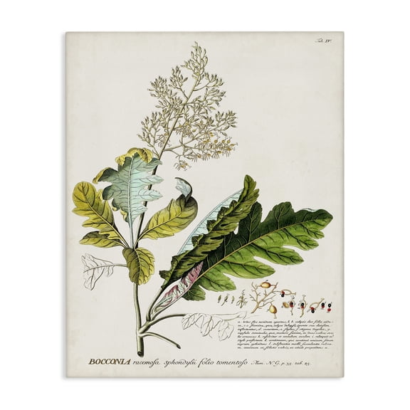 Stupell Industries Rustic Lodge Vintage Botanical Plant Illustration Canvas Art, 16 x 20, by Unknown Artist