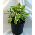thumbnail image 2 of Golden Sage Herb - Grow Indoors/Out - Live Plant - 3" Pot, 2 of 2