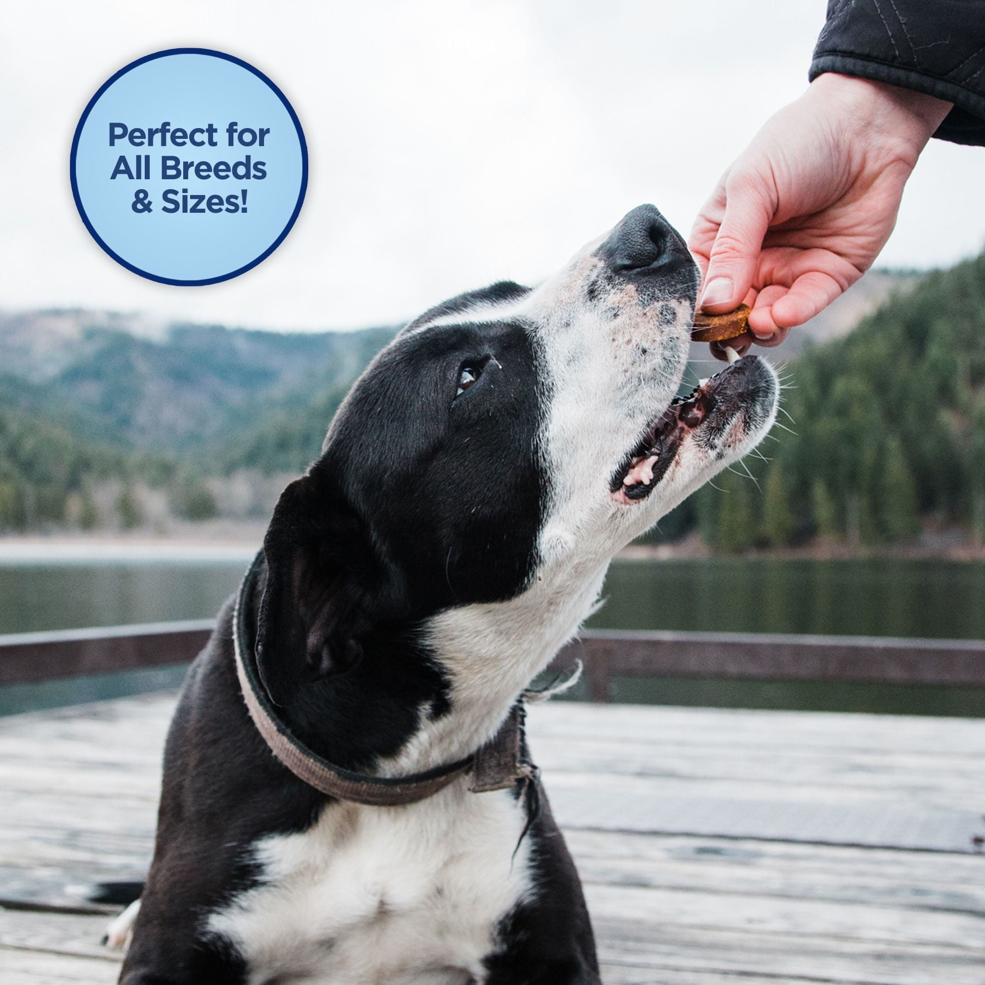 Natural Balance L.I.T. Limited Ingredient Treats Sweet Potato & Venison Formula Dry Dog Treats, 14-Ounce