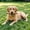S, variant on Coffee Wood Dog Chew Stick, Tough Chew Toy for Aggressive Chewers, Dog Teething Toy for Puppies, Coffee Tree Stick for Small Dogs, Chew Stick for Chewing Training, Pack of 1