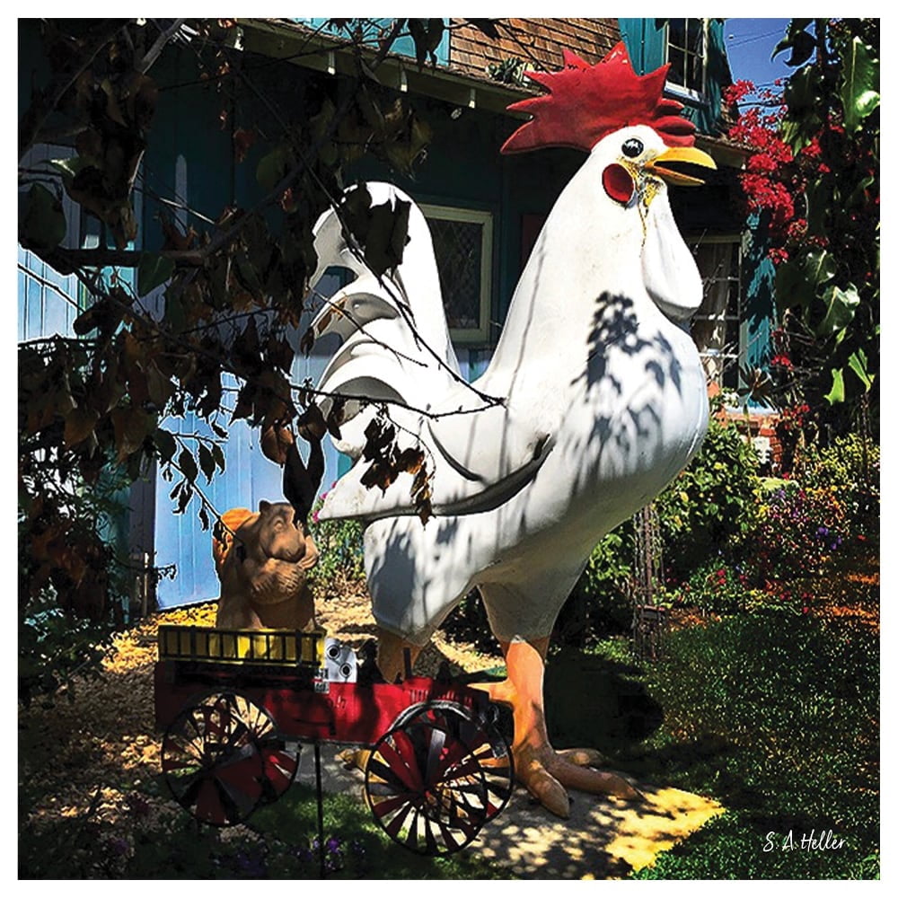 LAWN CHICKEN by photographer Steven A. Heller - 14"x14" Canvas Artwork - Multi-Color 16 x 20