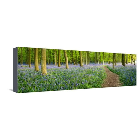 Path Winds Through a Carpet of Bluebells in a Wood in Hertfordshire, UK Stretched Canvas Print Wall Art By Dan (Best Wind Up Radio Uk)