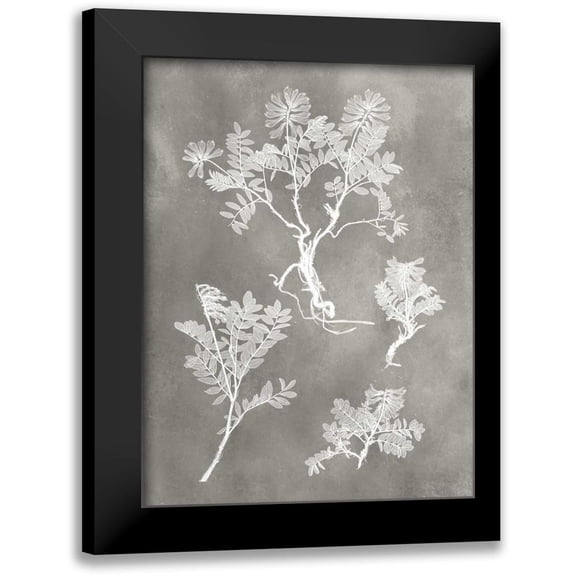 Vision Studio 12x14 Black Modern Framed Museum Art Print Titled - Herbarium Study II