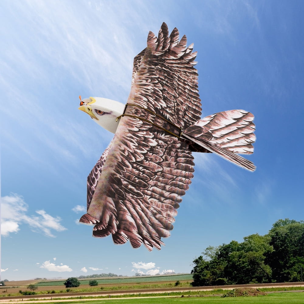 rc eagle