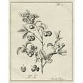 thumbnail image 2 of Vision Studio  15x18 White Modern Wood Framed Museum Art Print Titled - Antique Black and White Botanical IV, 2 of 4