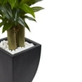 thumbnail image 2 of 5.5’ Corn Stalk Dracaena with Black Wash Planter, 2 of 2