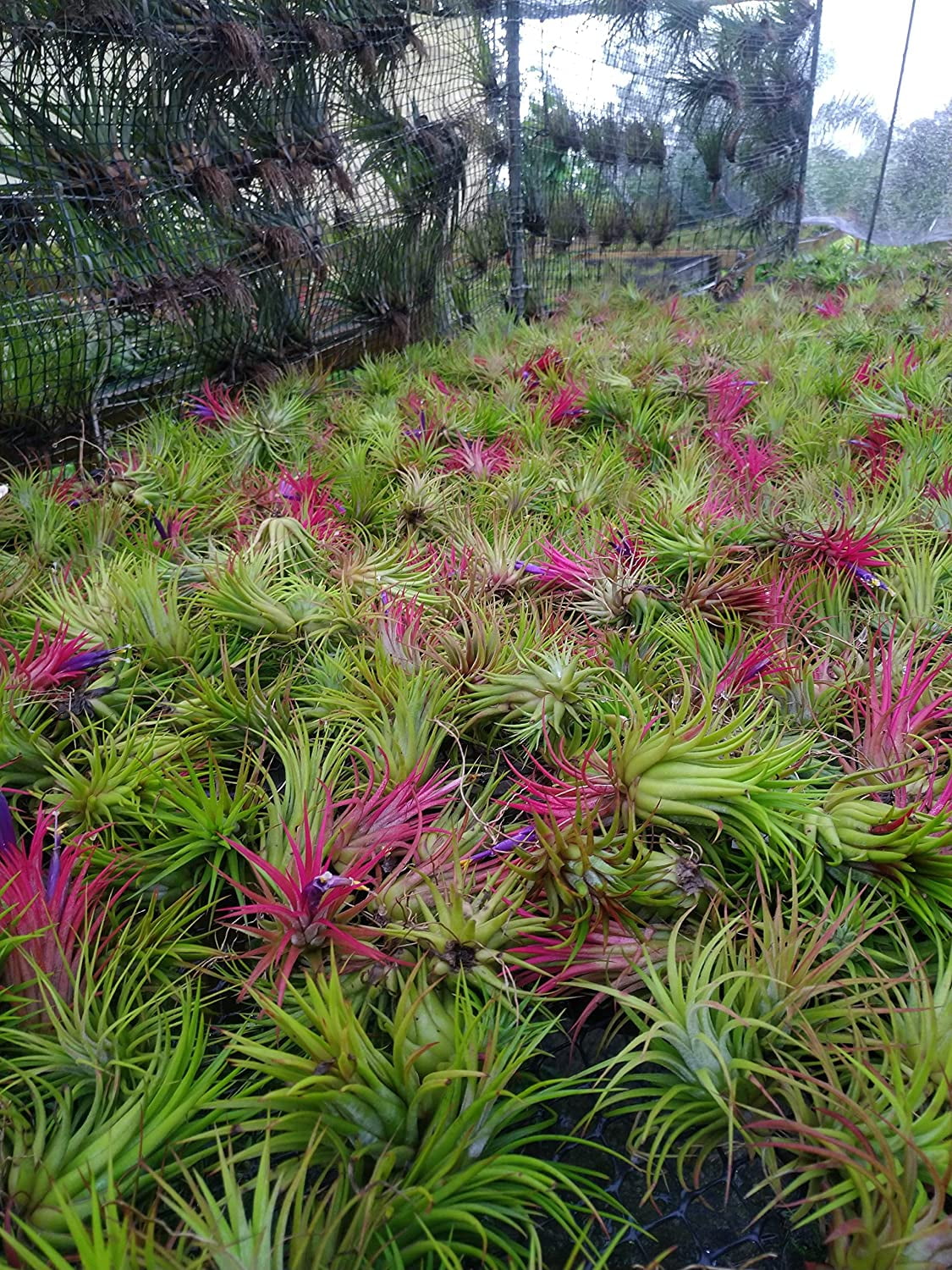 It Blooms Rainforest Grown Assorted Air Live Plants (10 Count)