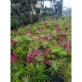 thumbnail image 3 of It Blooms Rainforest Grown Assorted Air Live Plants (10 Count), 3 of 5