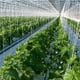 thumbnail image 5 of Soportes para jaulas para plantas, gancho con rodillo, 10 Uds., rodillo para enrejado de tomate, gancho para rodillo para plantas, ganchos de soporte para tomate, durabilidad mejorada, 5 of 8