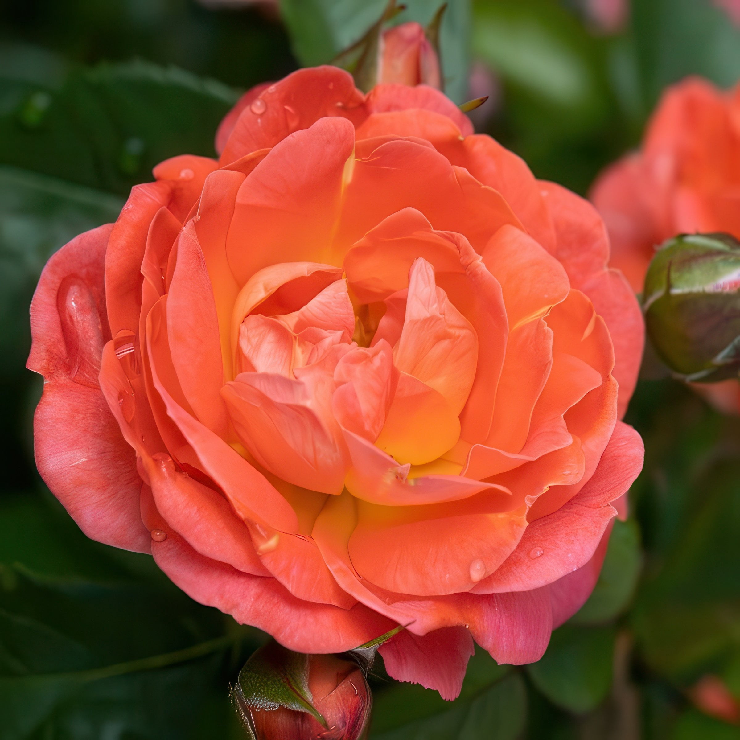 The Knock Out® Family of Roses 'The Orange Glow Knock Out® Rose' Live Shrub in 2-Gallon Grower Pot