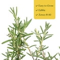 thumbnail image 6 of 2 Ken Taylor Rosemary in 3.5" Nursery Cubes | Rosmarinus officinalis ‘Ken Taylor’ | Fragrant Evergreen Herb for Cooking, Gardens & Containers | Ready-to-Plant Live Plants, 6 of 7