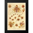 thumbnail image 2 of Haeckel, Ernst 11x14 Black Modern Framed Museum Art Print Titled - Haeckel Nature Illustrations: Siphoneae Hydrozoa, 2 of 5