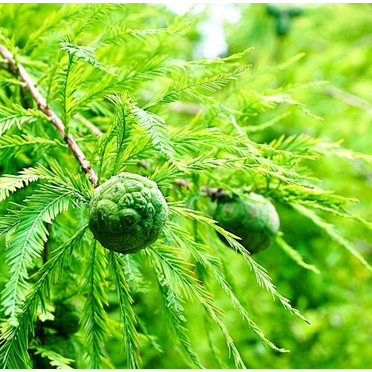 Bald Cypress Tree Live for Planting, Taxodium Distichum Tree for Garden 4in Pot