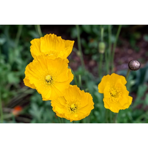 20 Seeds Yellow WELSH POPPY Meconopsis Papaver Cambricum Perennial Shade Flower Seeds