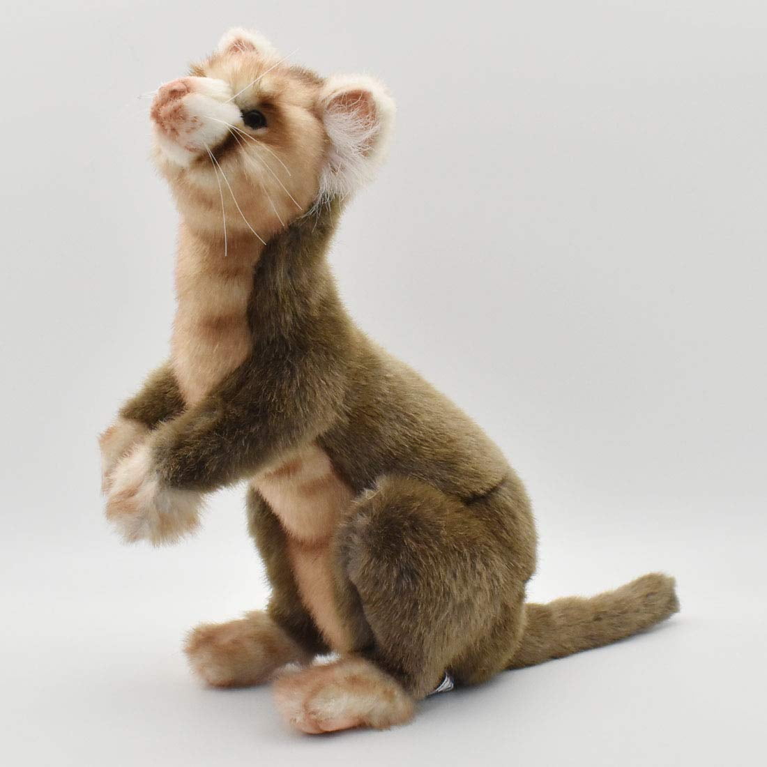 Hansa ferret 2025