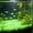 Green, variant on Chanana 100PCS Decorative 9x13mm Small Rhombus Shaped Stones Glow in the Dark, Garden Pebbles Luminous Stones Glow Rocks for Outdoor Decor Walkway Driveway Garden Aquarium Fish Tank Halloween